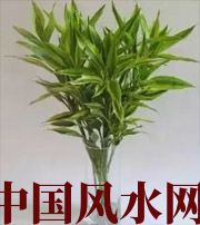 百色十二生肖养什么植物最旺财运？你知道吗！